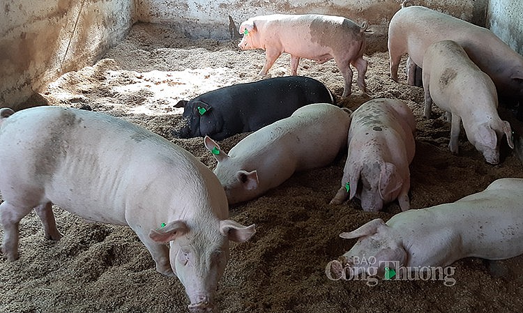 Giá lợn hơi tăng nhẹ từ 1.000 - 2.000 đồng/kg
