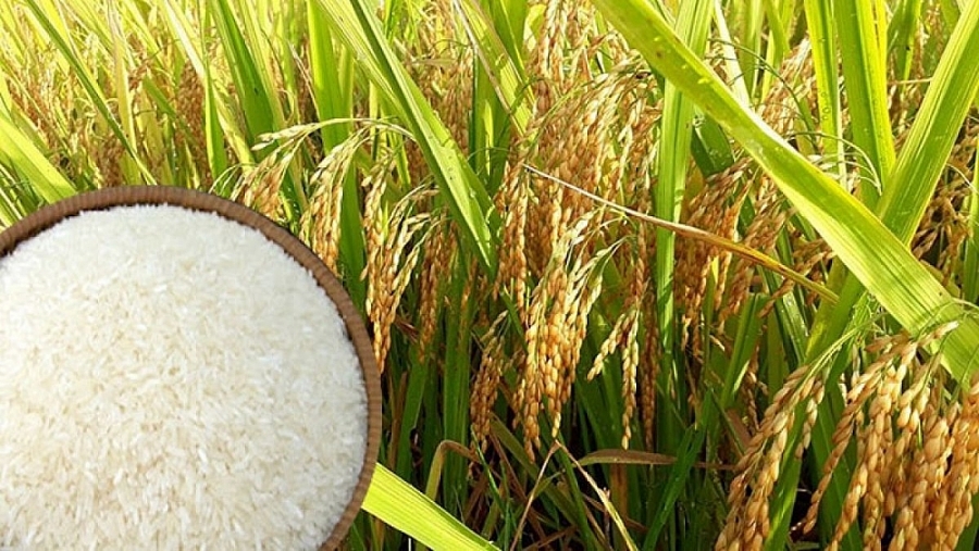 Giá lúa tươi giảm vì chất lượng lúa giảm do mưa nhiều