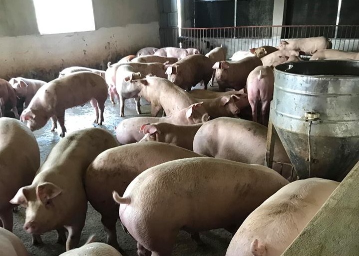 Bộ NN&PTNT ra công điện khẩn về dịch tả lợn Châu Phi