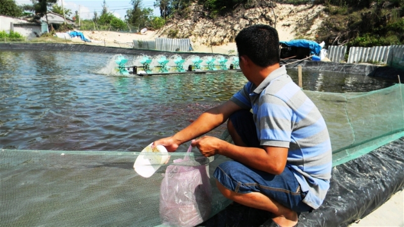 Khó khăn bủa vây nghề nuôi trồng thủy sản trên đảo Lý Sơn