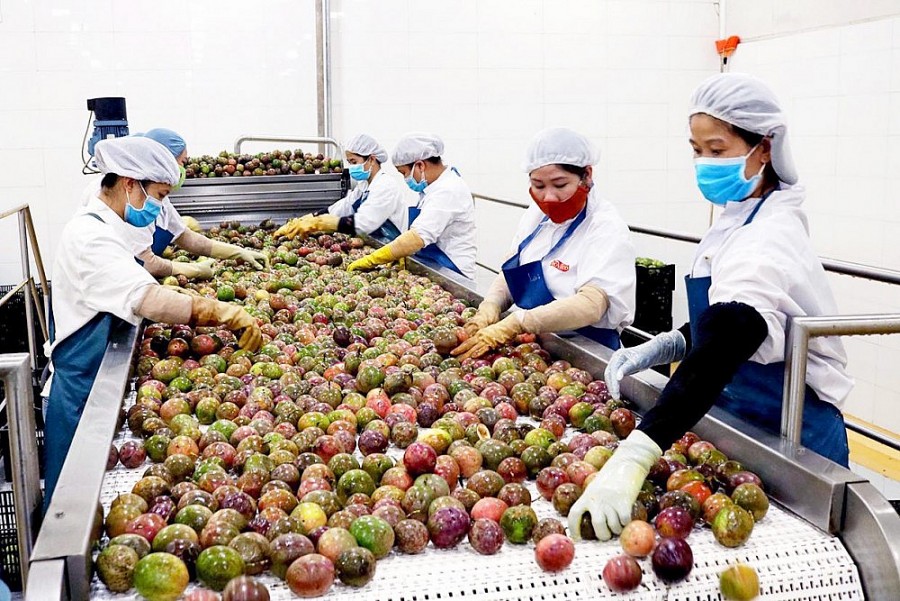 Trung Quốc nhập khẩu quả chanh leo Việt Nam