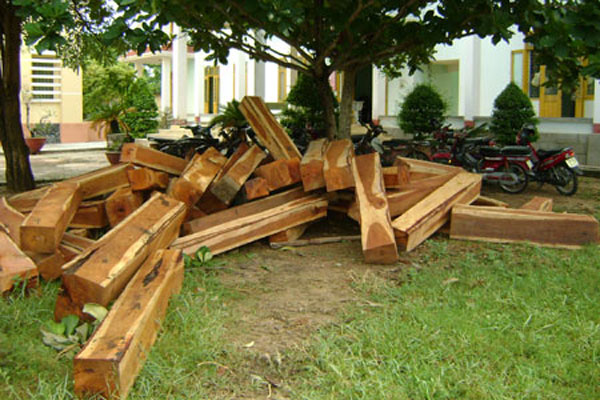 Kiểm điểm đơn vị để xảy ra khai thác gỗ trái phép tại Lâm Đồng