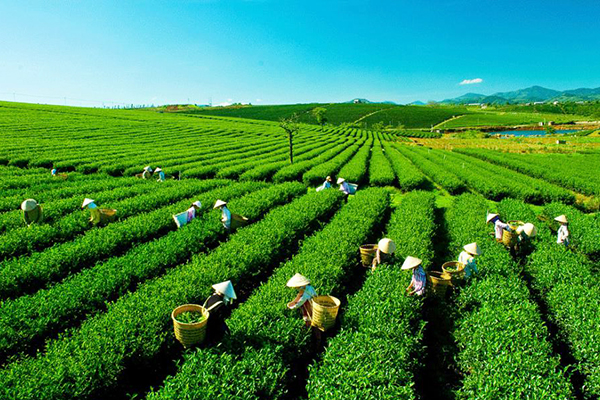 Tiếp tục sắp xếp, đổi mới công ty nông, lâm nghiệp